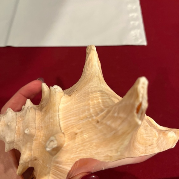 SEASHELL 8” nautical BEIGE HORNED QUEEN CONCH BEACH ocean shell pink Inside LRG - Picture 13 of 16